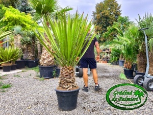 Yucca Faxoniana - Faxon yucca trunchi 40-50cm