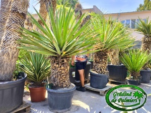 Yucca Faxoniana - Faxon yucca trunchi 80-90cm