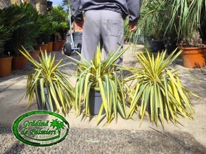 Yucca Filamentosa Color Guard EXTRA