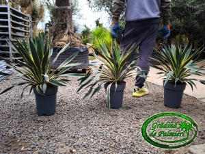 Yucca Gloriosa Variegata 60-70cm inaltime totala