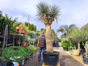 Yucca Rigida 3 CAP var. 3