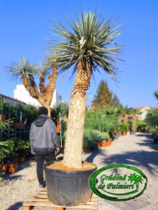 Yucca Rigida trunchi 200cm