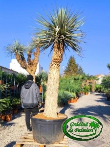 Yucca Rigida trunchi 200cm