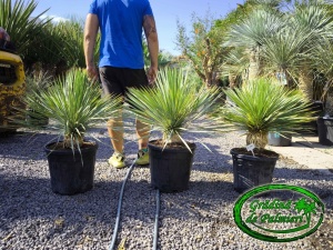 Yucca Rostrata trunchi 10-15cm