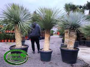 Yucca Rostrata trunchi 100cm
