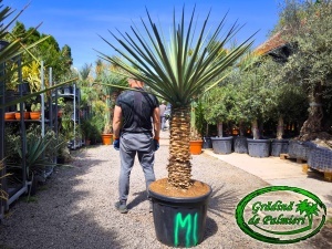 Yucca Treculeana var. 3