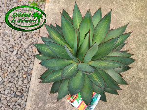 Agave Blue Ember 40cm Ø