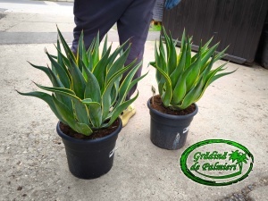Agave Desmetiana Variegata 35cm Ø