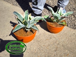Agave Ivory Curls tarrina 20cm Ø