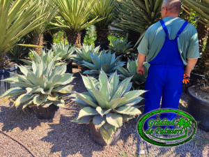 Agave Ovatifolia c45