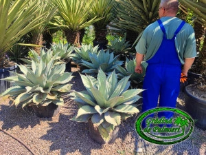 Agave Ovatifolia c45
