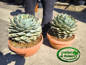 Agave Potatorum EXTRA