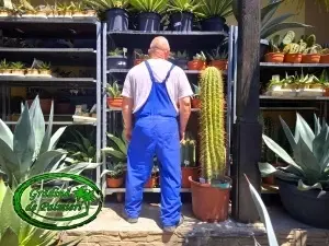 Cactus Trichocereus Pasacana 130-140cm