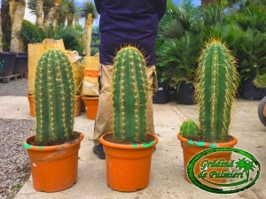 Cactus Trichocereus Pasacana 70-80cm