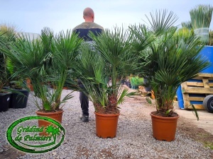 Chamaerops Humilis 120-140cm inaltimea totala