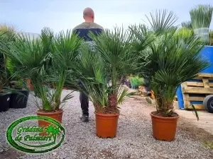 Chamaerops Humilis 120-140cm inaltimea totala