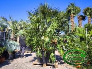 Chamaerops Humilis var. 1