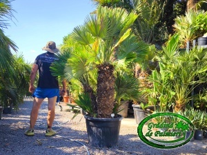 Chamaerops Humilis Vulcano Gigant var. 1