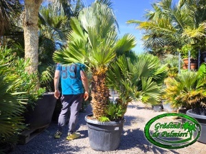 Chamaerops Humilis Vulcano Gigant var. 2