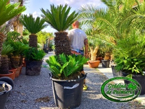 Cycas Revoluta trunchi 80-90cm