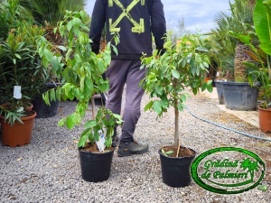 Diospyros kaki - Curmal japonez (Persimmon) MINI COPA