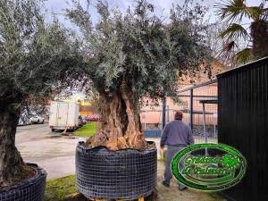 Măslin - Olea Europaea var. 7