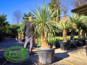 Nolina Excelsa trunchi 90-100cm