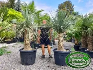 Nolina Excelsa trunchi 90-100cm