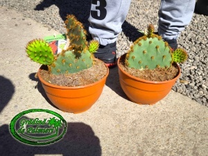 Opuntia aciculata 20 cm Ø
