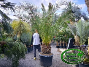 Phoenix canariansis tunchi 40-50cm