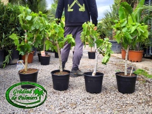 Smochin - Ficus Carica MINI COPA