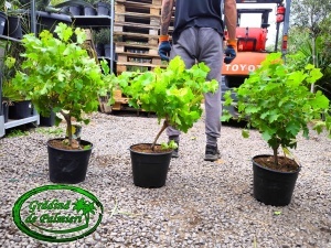 Struguri Vitis Vinifera /fructe/ mini copa