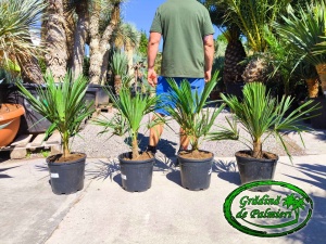 Trachycarpus fortunei 70-80cm inaltime totala