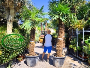 Trachycarpus fortunei trunchi 180-200cm