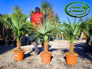 Trachycarpus fortunei trunchi 25-30cm