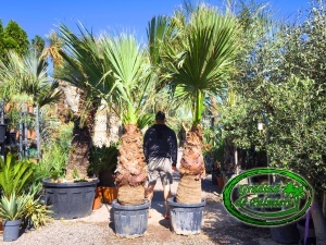 Washingtonia Filifera trunchi 100-110cm