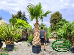 Washingtonia Robusta trunchi 170-180cm