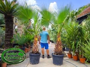 Washingtonia Robusta trunchi 80-90cm