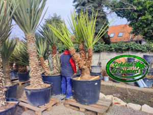 Yucca Baccata MULTI