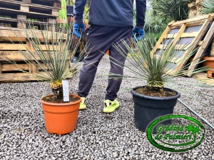 Yucca Elata 60-80cm inaltime totala