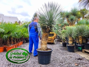 Yucca Elata trunchi 70-80cm
