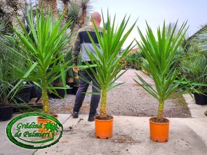 Yucca Elephantipes 150-160 cm înălțime totală
