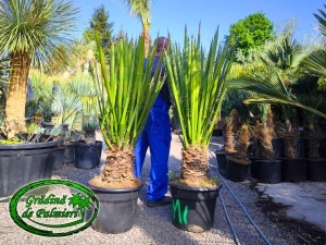 Yucca Faxoniana - Faxon yucca 150-160cm inaltime totala
