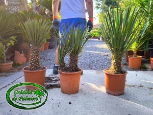 Yucca Filifera Australis trunchi 10-30cm