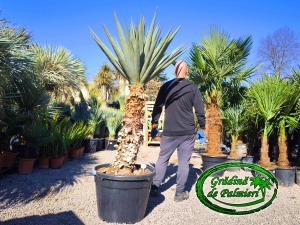 Yucca Madrensis trunchi 90-100cm