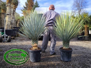 Yucca Rigida trunchi 20-30cm