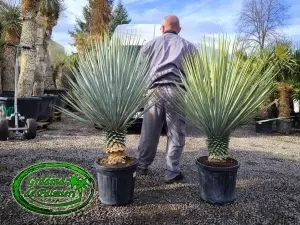 Yucca Rigida trunchi 20-30cm