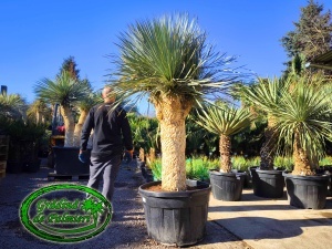 Yucca Rostrata EXTRA 4 CAP
