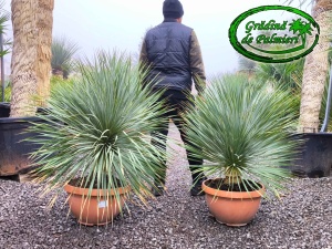 Yucca Rostrata Tarina EXTRA