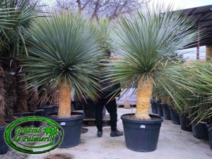 Yucca Rostrata trunchi 110cm